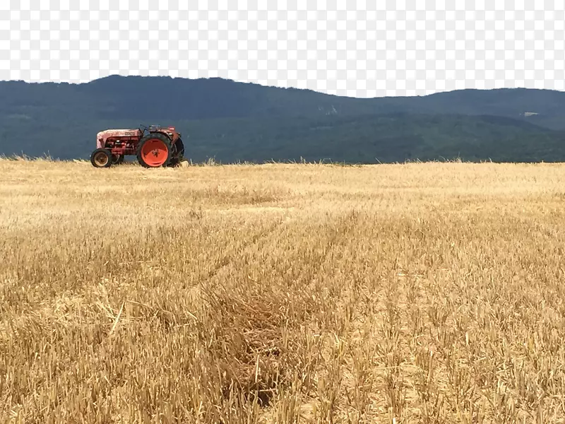 麦田收获草地作物-麦田