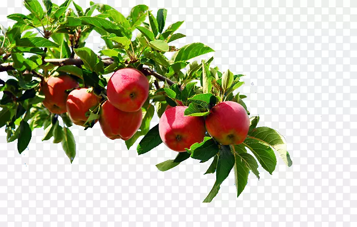 苹果软件下载-苹果树