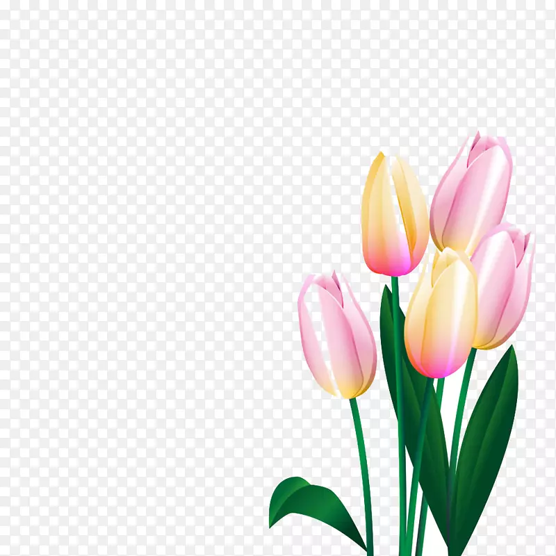 郁金香花-世界上的郁金香。