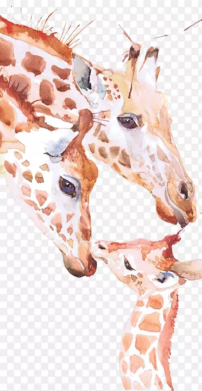 长颈鹿水彩画版画长颈鹿