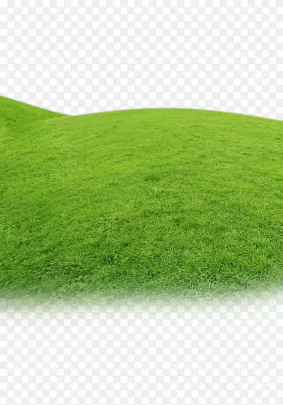 人工草坪草甸绿草科草坪