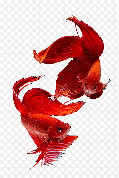 暹罗猫泰国暹罗斗鱼金鱼红色暹罗鱼