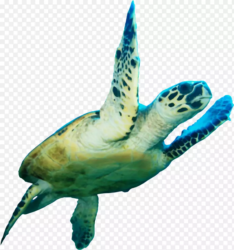 海龟图标-海龟