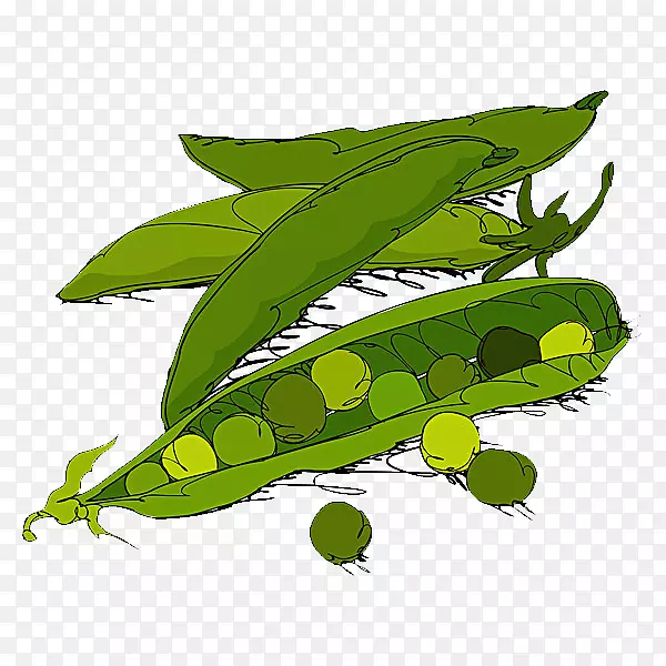 甜豌豆蔬菜插图.手绘豌豆