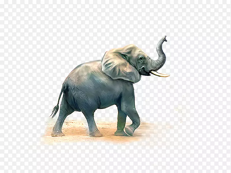 非洲象印度象