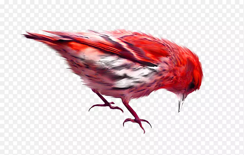 鸟麻雀-红色小麻雀