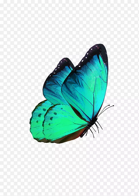 蝴蝶透明半透明