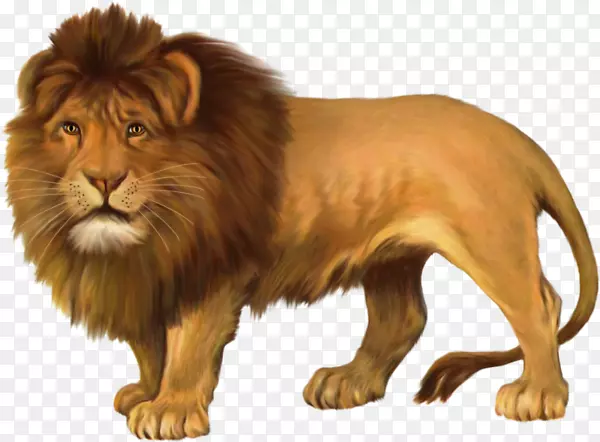 东非狮子豹猫科-狮子