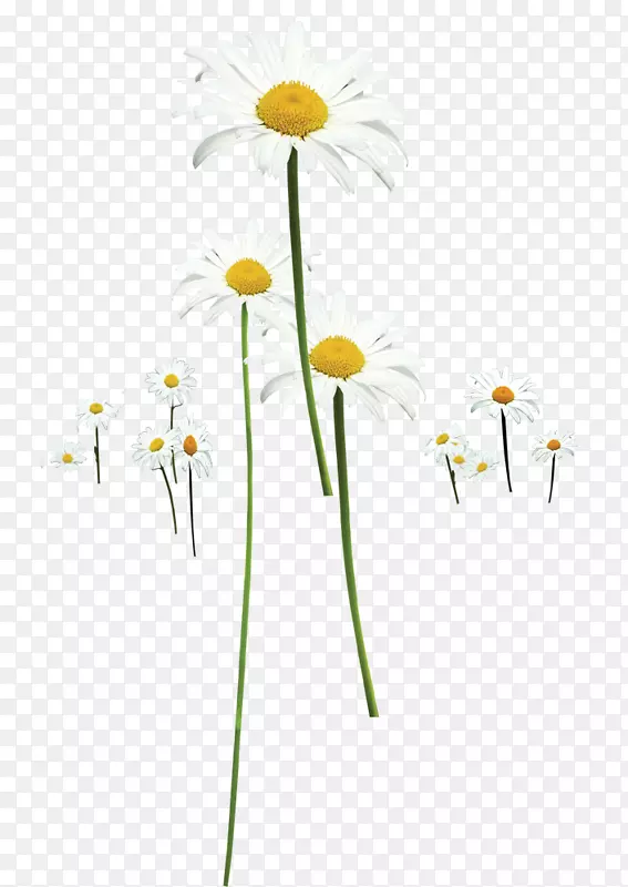 菊花剪贴画-春天美丽的野生菊花