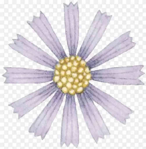 野菊花卡通手绘野菊花