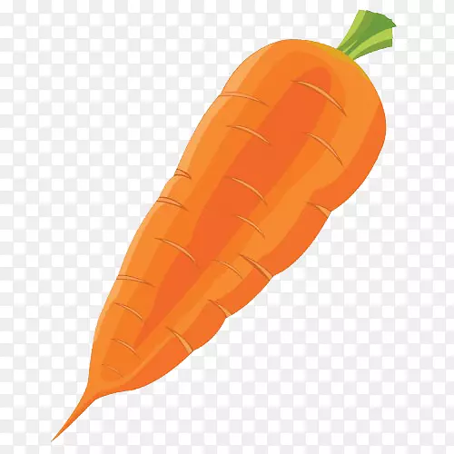胡萝卜蔬菜萝卜-一种大的胡萝卜
