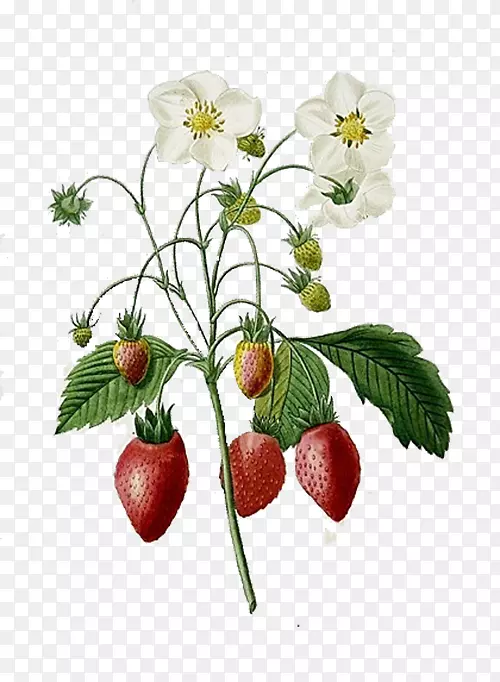 草莓植物插画插图.红色草莓