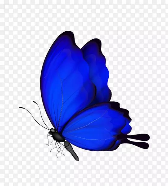 蝴蝶昆虫-蓝色蝴蝶
