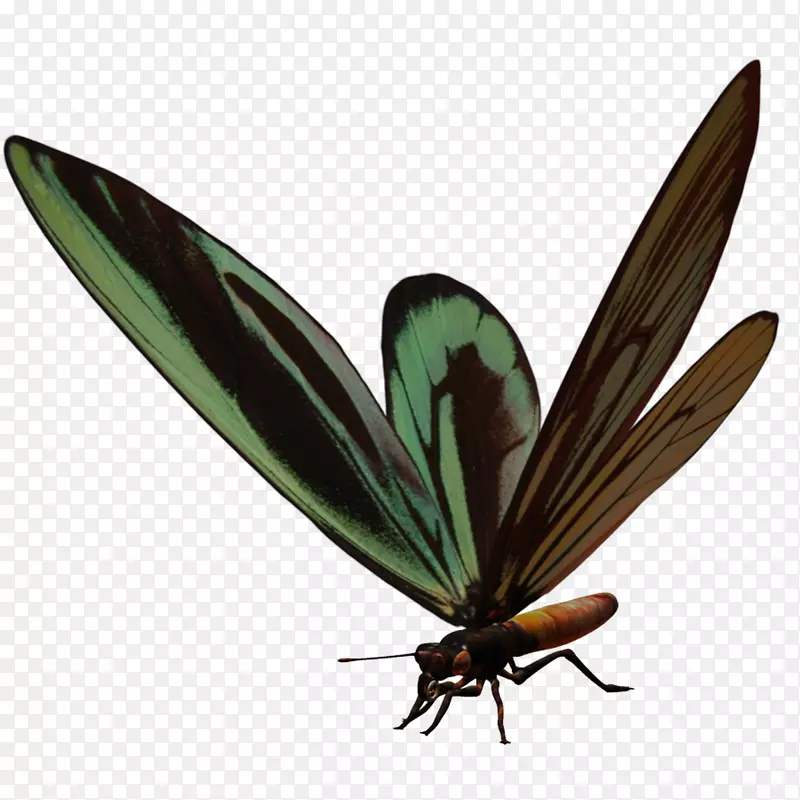 蝴蝶甲虫图标-昆虫