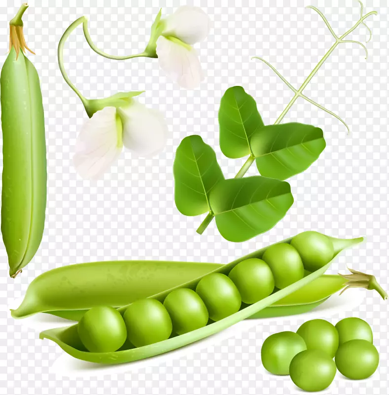 豌豆蔬菜插图.新鲜豌豆设计载体材料
