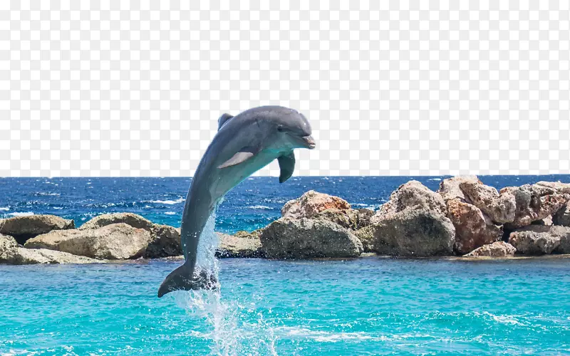 海豚-海水、鱼缸-海豚
