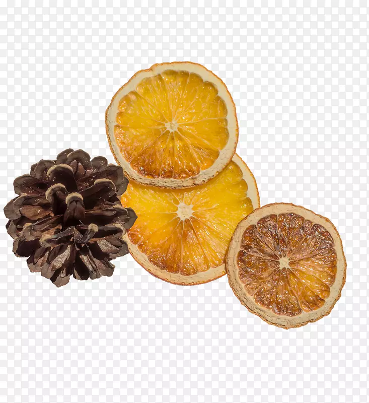 橙片下载-柠檬紫锥菊