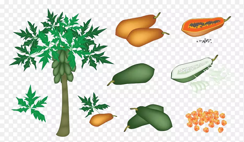 木瓜典当版税-免费剪贴画-卡通手绘番木瓜配木瓜树