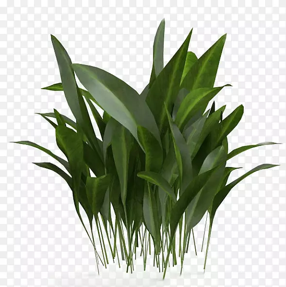 三维计算机图形学竹子三维造型.绿草