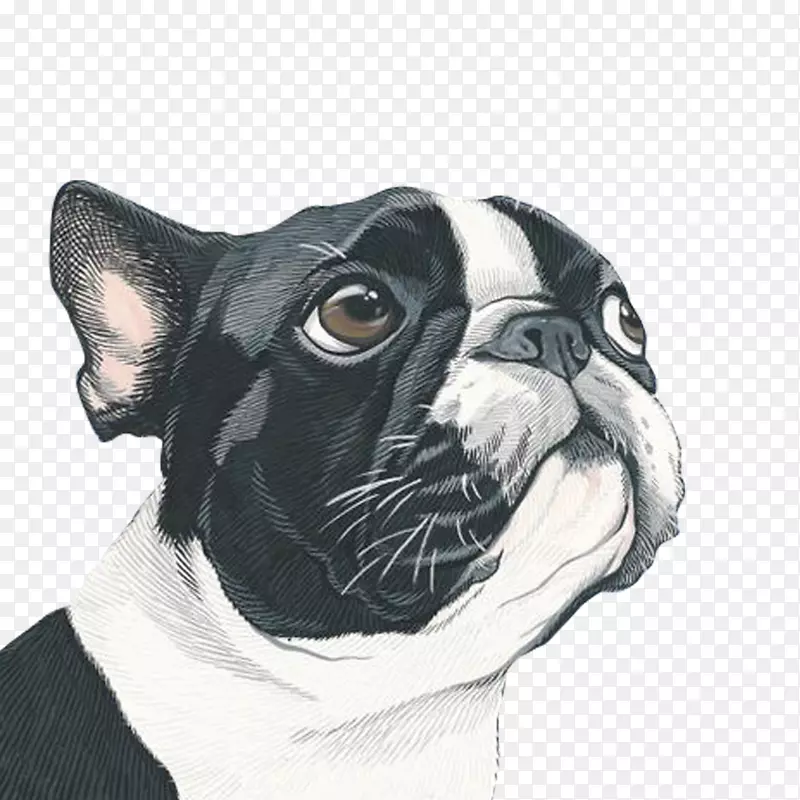 狗肖像绘画艺术插图-狗