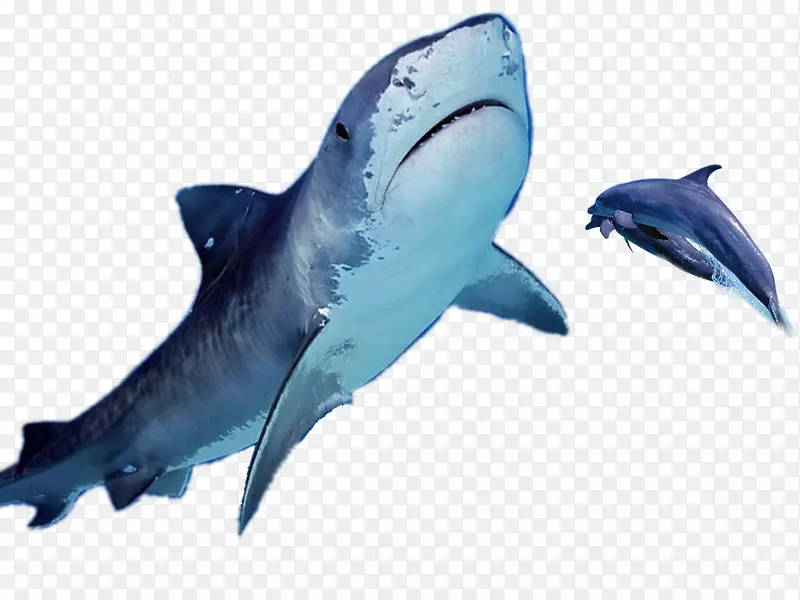 海豚鲨鱼-海洋，海豚