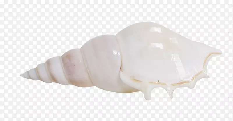 海贝壳山哈-漂亮的海螺
