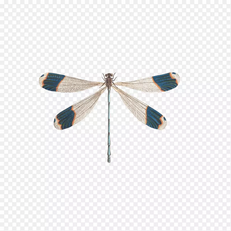 昆虫蜻蜓插图.小蜻蜓