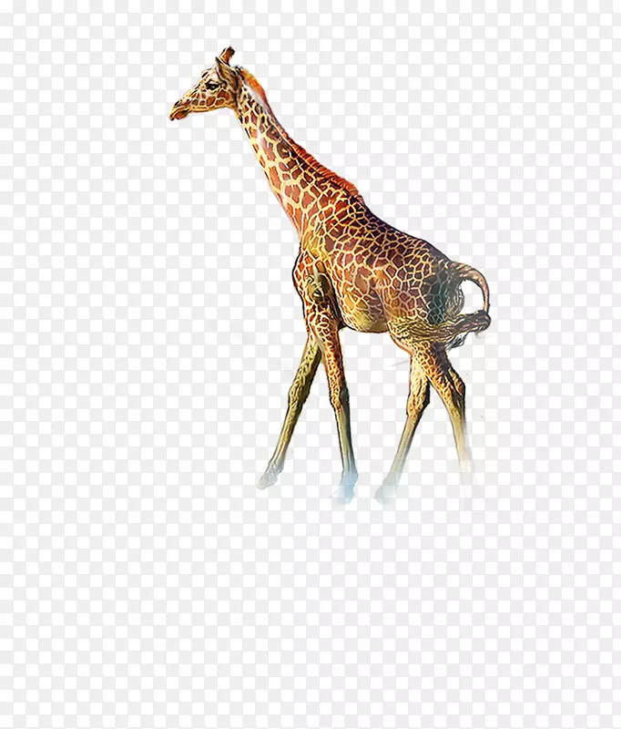 北方长颈鹿图标-长颈鹿