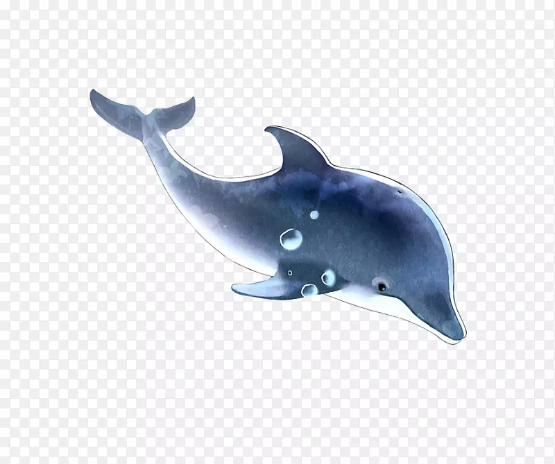 普通宽吻海豚图库溪粗齿海豚蓝海豚梦