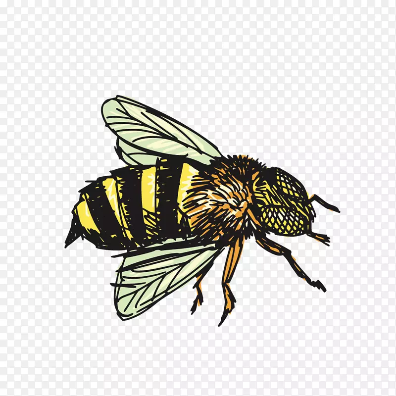 昆虫蜜蜂绘画剪贴画-蜜蜂