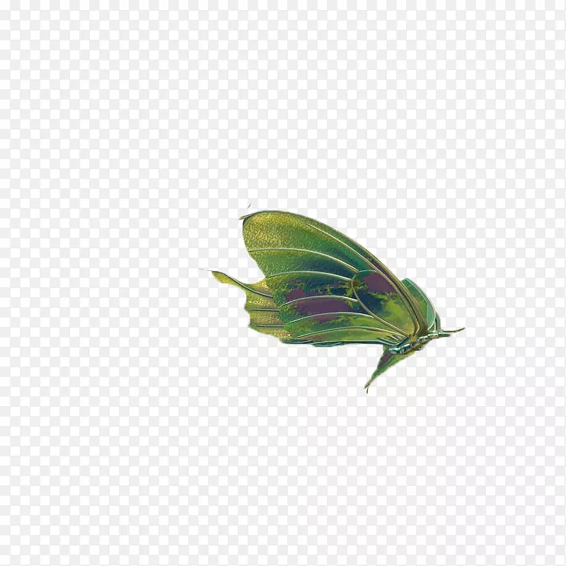 蝴蝶昆虫翅膀剪贴画-蝴蝶昆虫标本