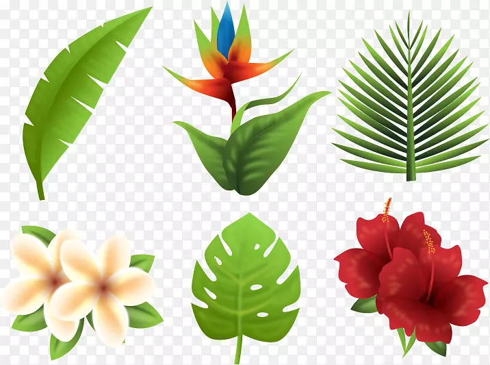 热带花卉-热带植物