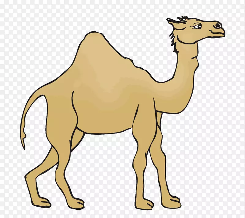 摩洛哥沙漠-简单沙漠骆驼