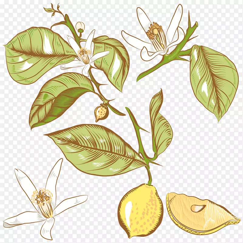 柠檬花画-免费柠檬树