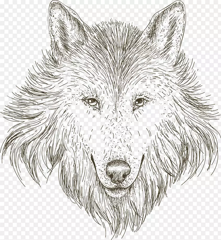 灰狼素描手绘素描狼头