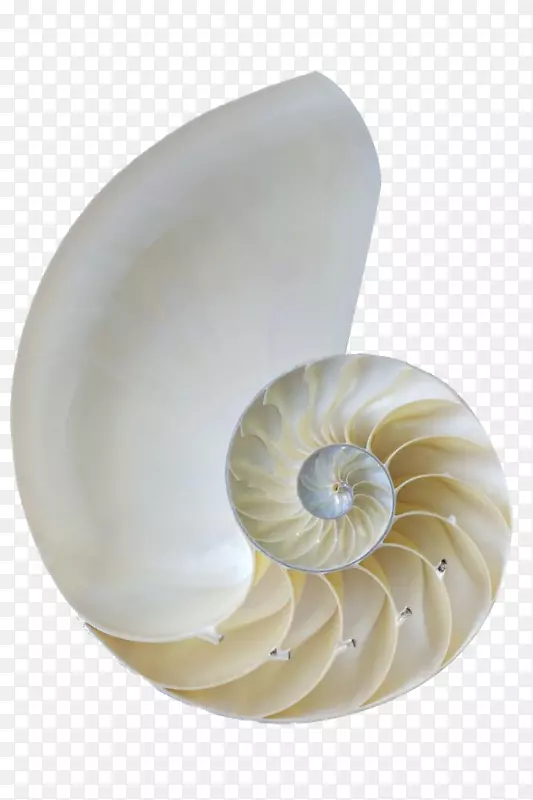 海螺-白海螺壳