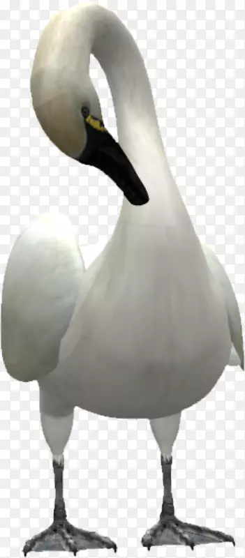 天鹅鸭-美丽的天鹅