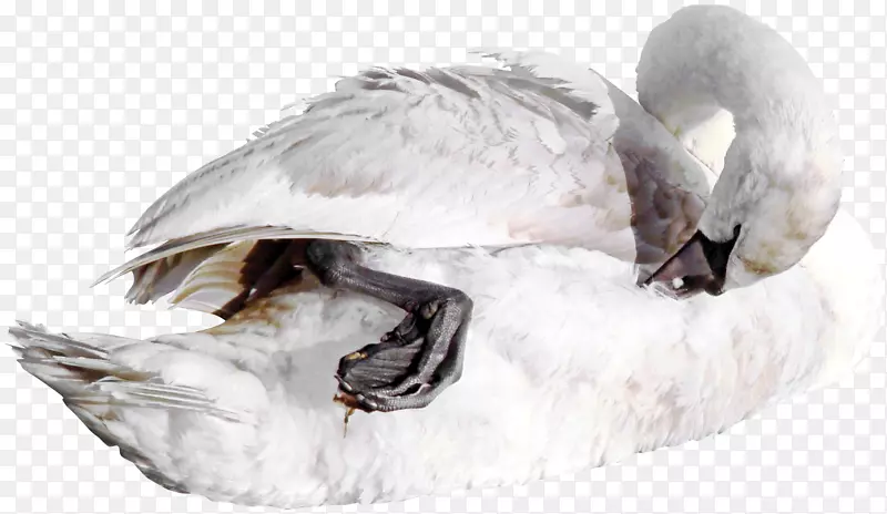 鸭茜尼鸟鹅鹭-创意美丽的天鹅