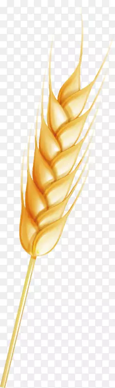 小麦秋季-秋小麦