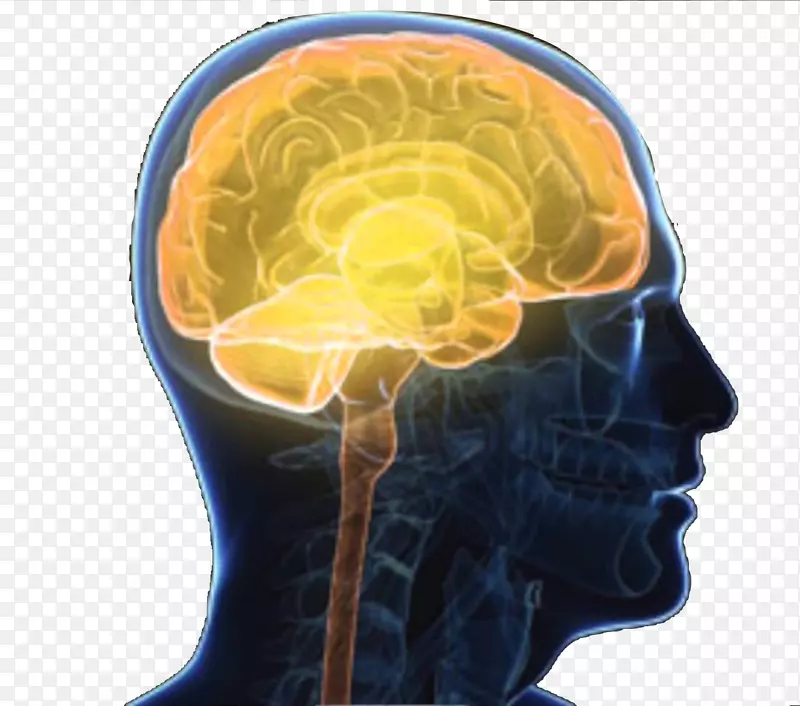 人神经系统的中枢神经系统脑轮廓-人脑系统示意图侧