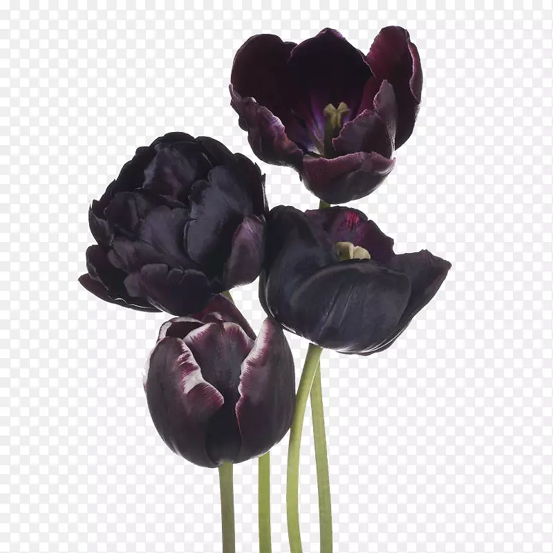 黑色郁金香花-四朵黑色郁金香