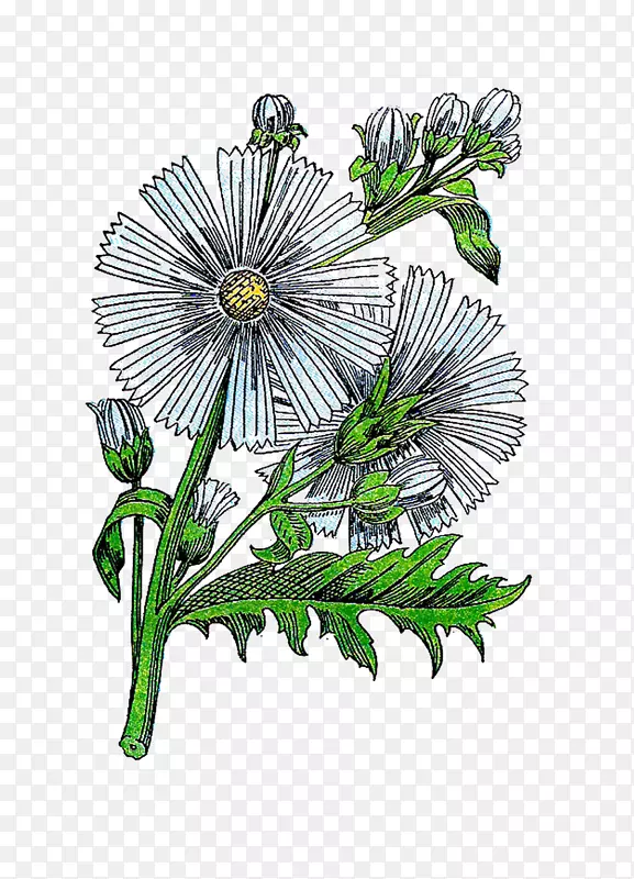 花卉设计草本植物插画艺术.复古草本植物剪贴画