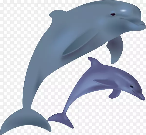普通宽吻海豚旋转海豚免费内容剪贴画卡通海豚图片