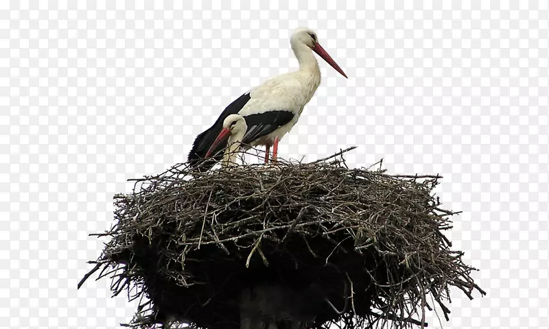 燕窝鹦鹉白鹳啄木鸟巢