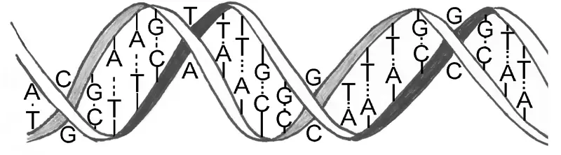 双螺旋：发现dna核酸双螺旋腺嘌呤核苷酸双螺旋结构的个人记述