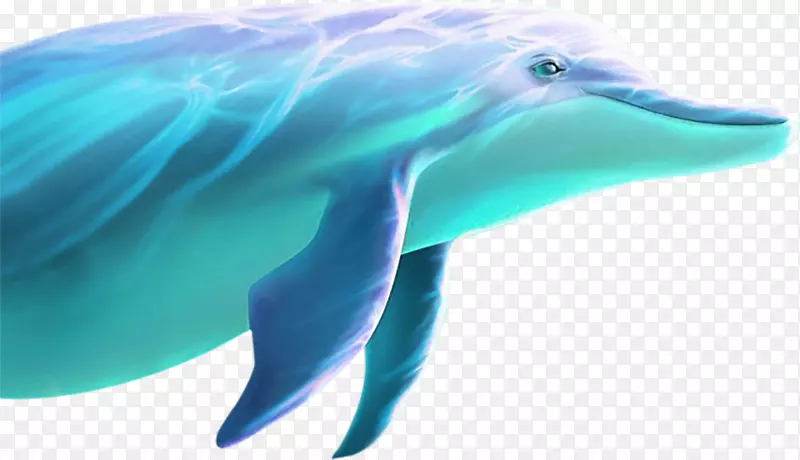 海豚-海豚游泳