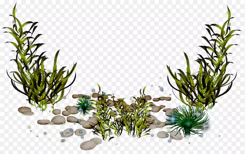 海藻摄影剪辑艺术-海藻