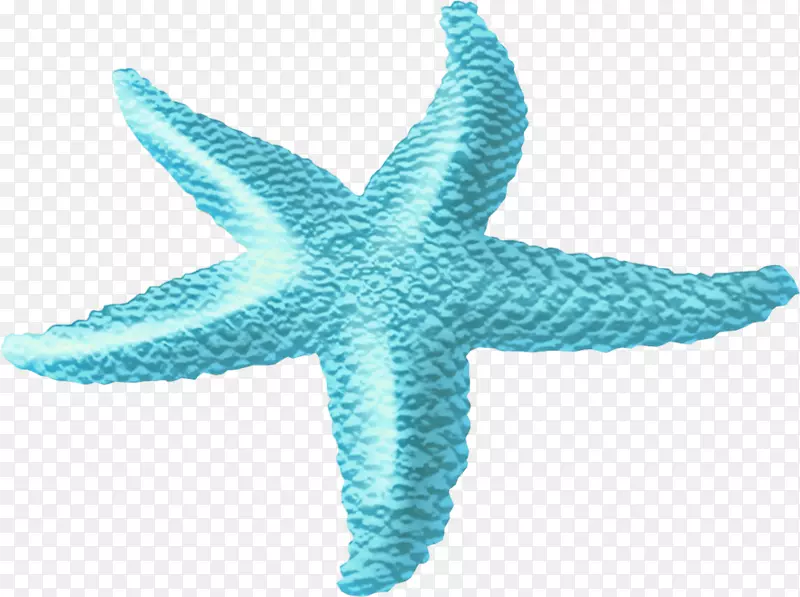 海星海洋剪贴画-海洋海星拉料