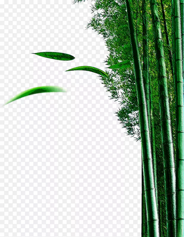 竹子植物载体-竹子