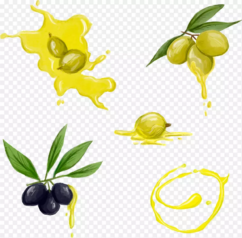 橄榄油下载水彩画手绘橄榄油